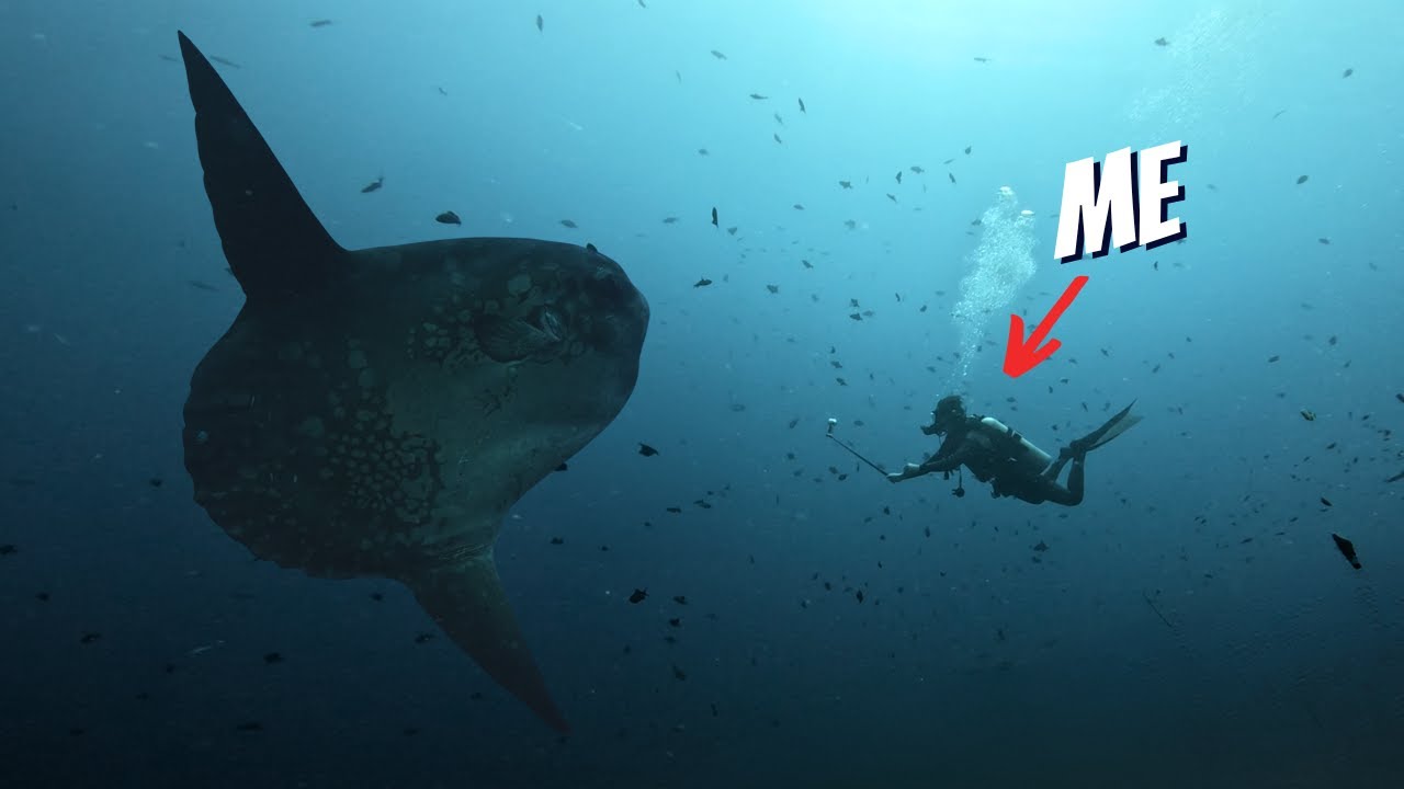 Searching The DEEP For The Biggest Fish In The Ocean (*CRAZY ENCOUNTER*)