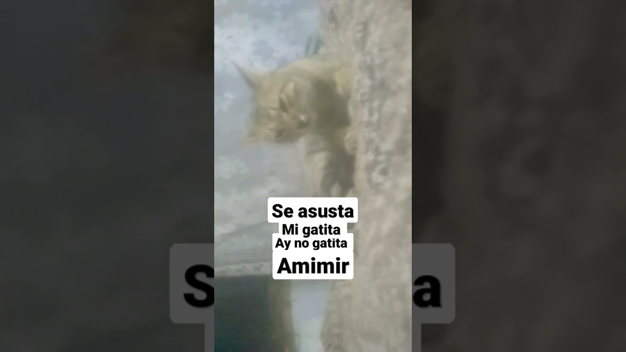 gatita amimir 