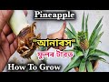 How to Grow Pineapples at Home (DIY Pineapple Gardening)