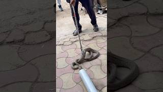 2 Russells Vaiper Snake Rescue Chitranshbhai2.0