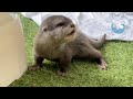 カワウソの赤ちゃん、ママとお出かけで可愛いパニック！？　Otter baby are taken out by mom and pretty panicked!?