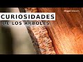 Curiosidades de los ÁRBOLES ¿Qué es el CAMBIUM? // Hogarmania