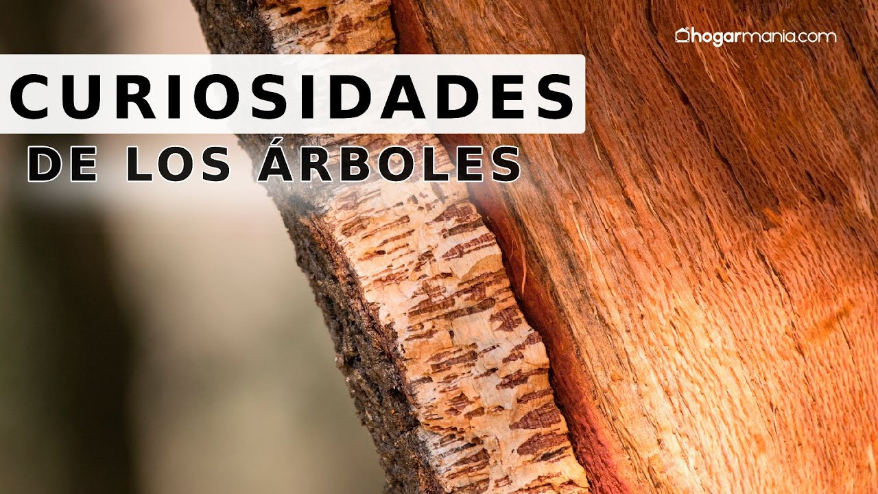 ¿Qué es el Cambium? Descubre las curiosidades ocultas de los árboles