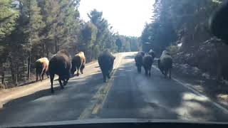 Yellowstone Bison Time Lapse