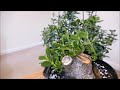 Saving My Jade Plant 2020 Update With Time Lapse