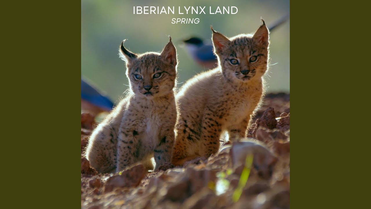 Watch Lynx Territory on YouTube Watch Lynx Territory on YouTube
