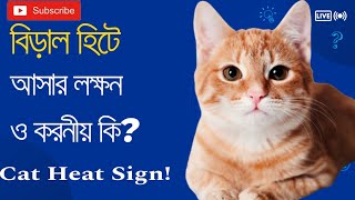 বিড়াল হিটে (Heat) আসার লক্ষন কি || বিড়াল হিটে আসলে আপনার করনীয় কি || Cat Heat Sign || #persiancat by Rusha's Creativity  4,259 views 6 months ago 8 minutes, 59 seconds