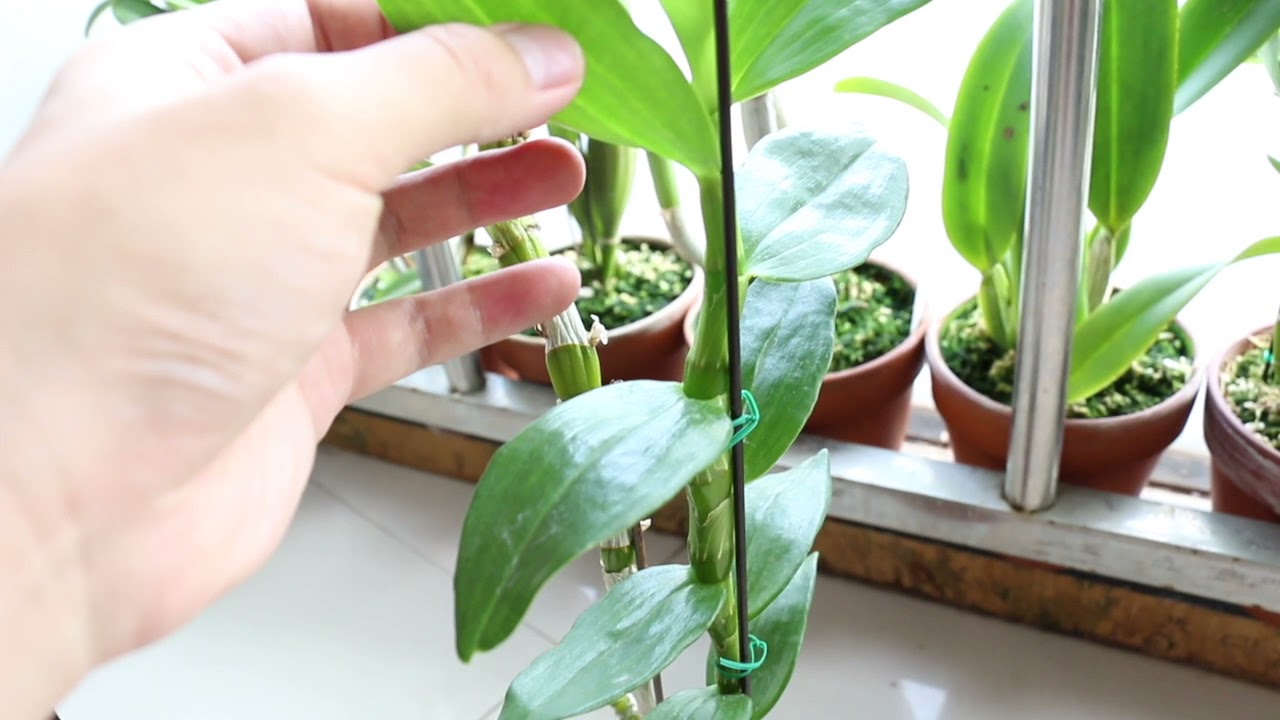 春石斛生长期管理和种植要点