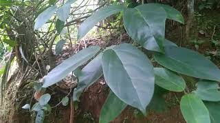 Dadali terbaik full album -Di Saat Aku Tersakiti -Di Saat Aku Pergi -Di Saat Sendiri