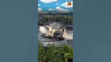 Impala Fight With 3hyenas In Water Impala Hyena Wrapping Youtubeshorts Wildlife Lionking Fyp 
