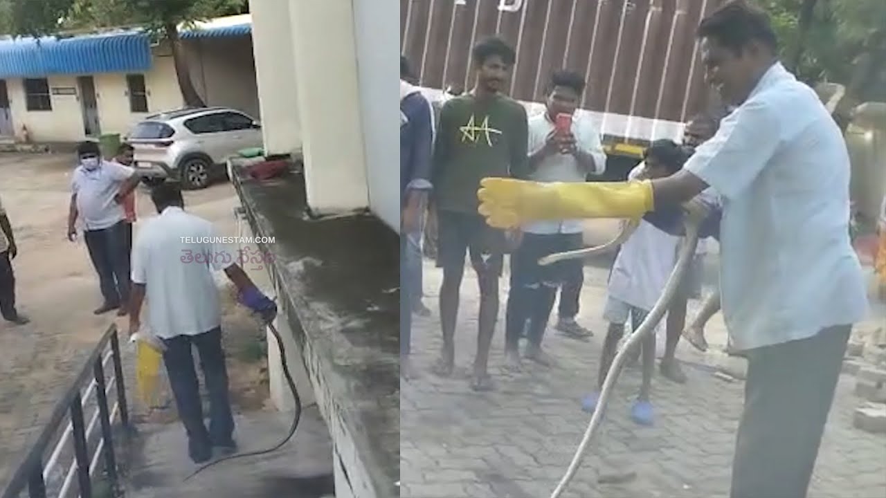 Snake Creates Hulchul At Tirupati TTD Marketing Godown YouTube