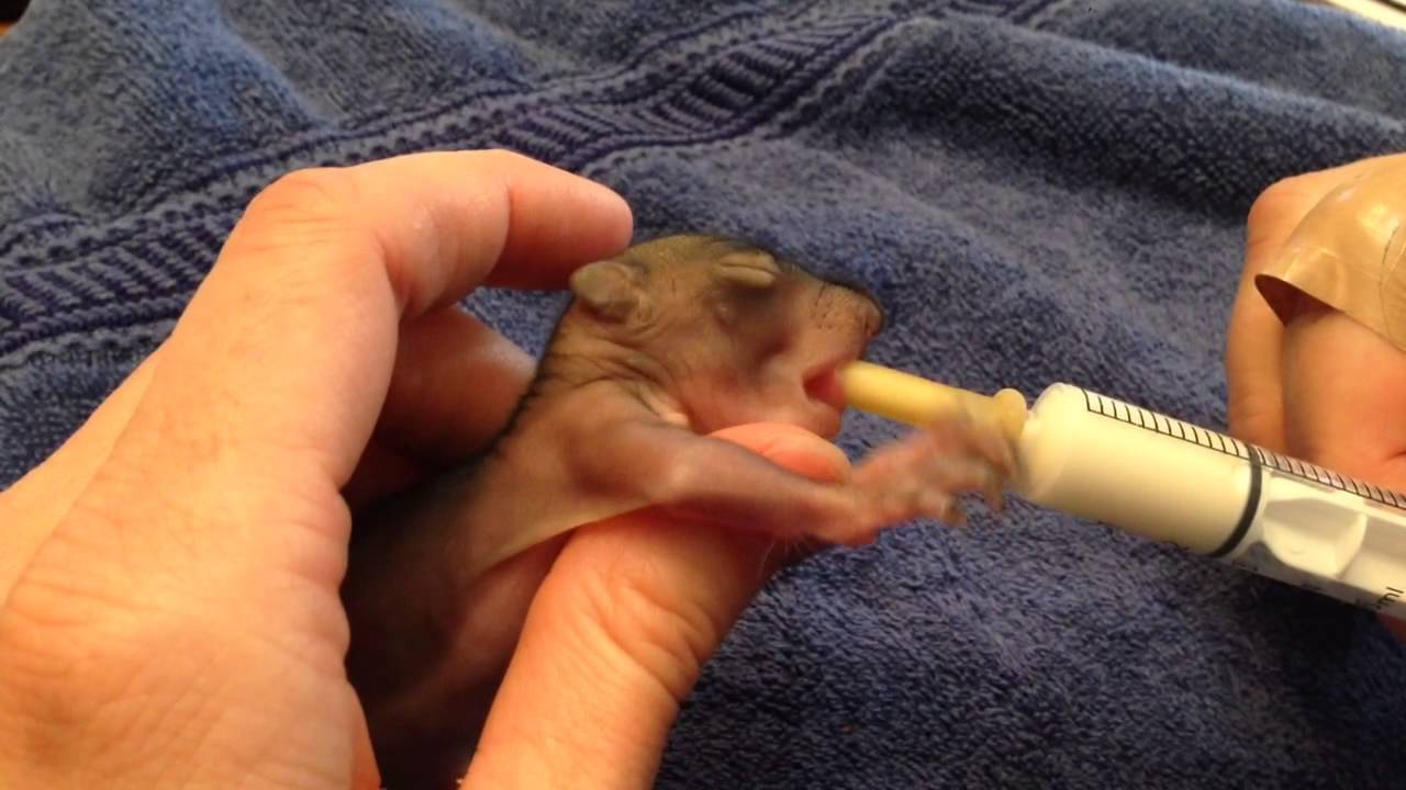 squirrel nipple bottle