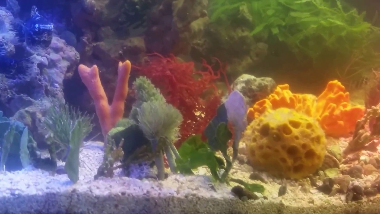 The saltwater macroalgae tank with sea sponges mix YouTube