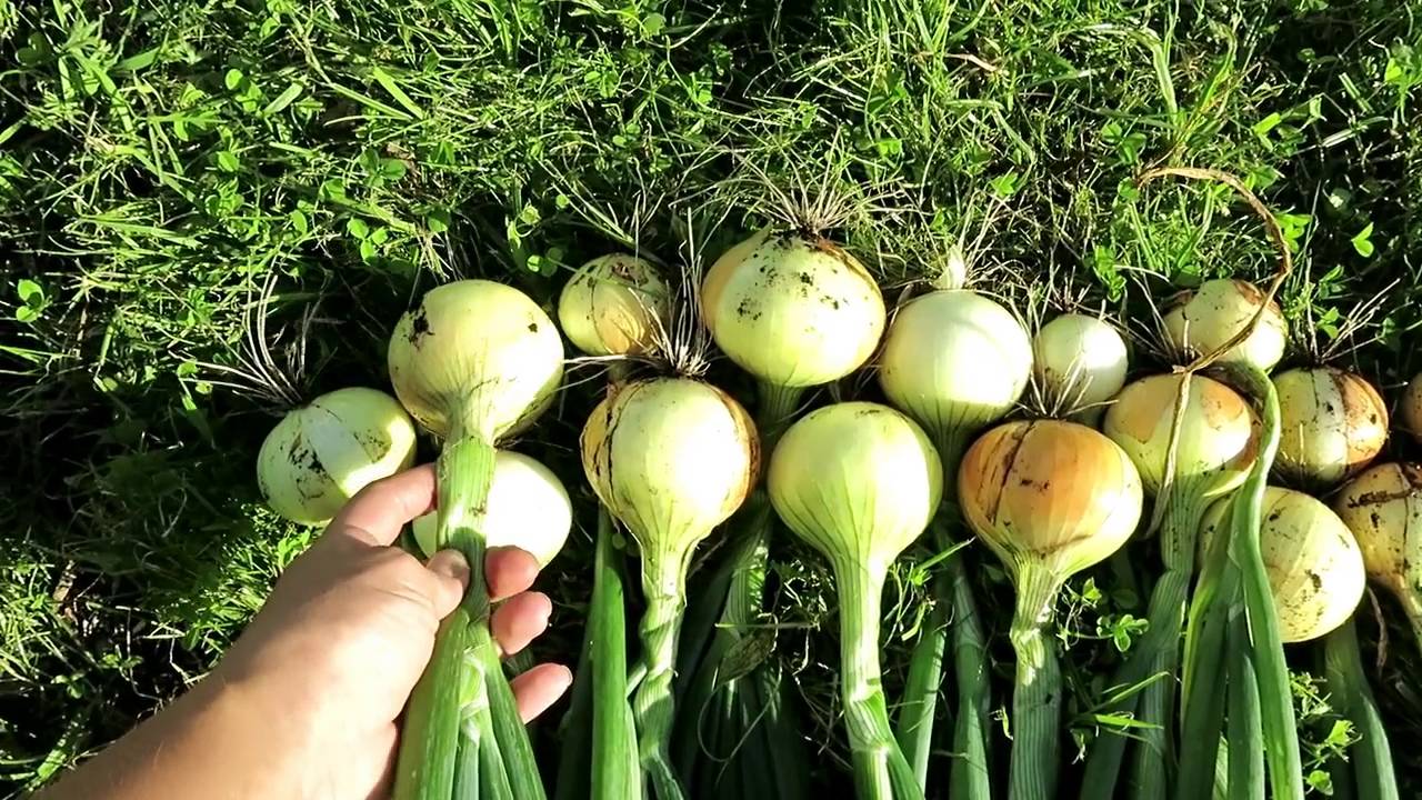 ⁣Озимый ЛУК УРОЖАЙ. Когда убирать лук? / Harvesting Winter ONION. When  harvest onions?