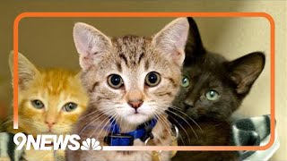 Dumb Friends League is now Humane Colorado