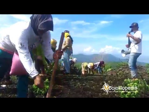 Tradisi Sagele Mbojoklopedia