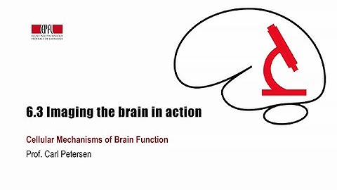 6.3 Imaging the brain in action
