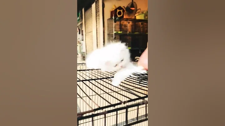 Video 11025601: persian cat kitten pet, persian cat long hair, persian cat collection