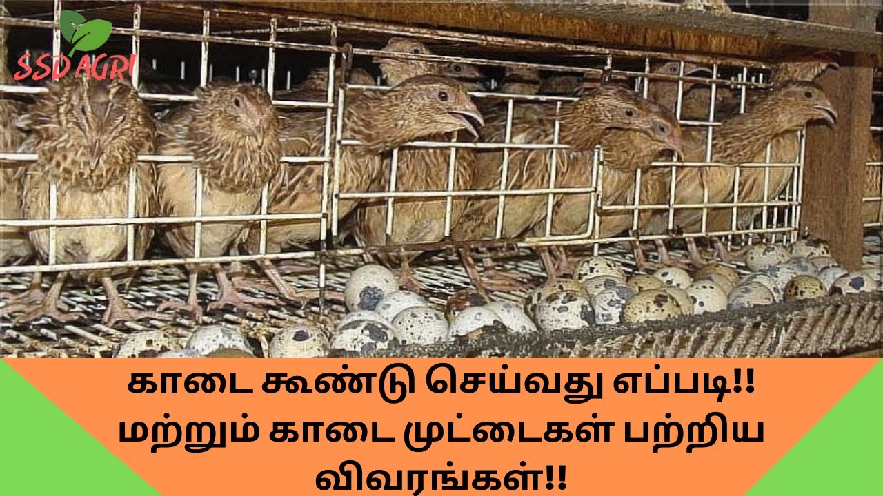 காடை கூண்டு செய்வது எப்படி!!மற்றும் காடை முட்டைகள் பற்றிய விவரங்கள்!! l Quail Farming in Cage.