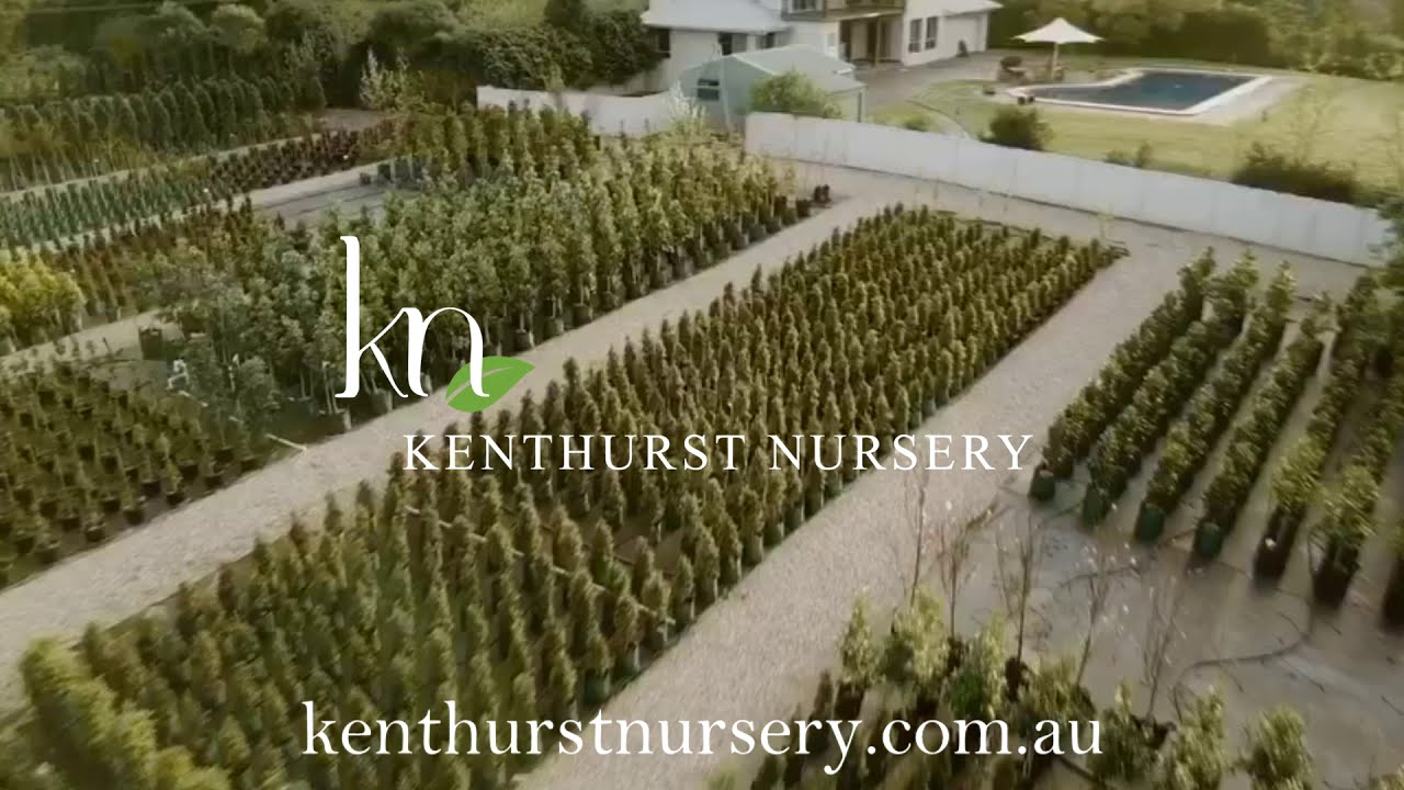 Kenthurst Nursery YouTube