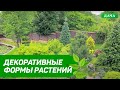 Декоративные формы растений в саду. Красивый Ландшафтный дизайн.