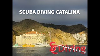 SCDiving | Scuba Diving Diving Catalina Island