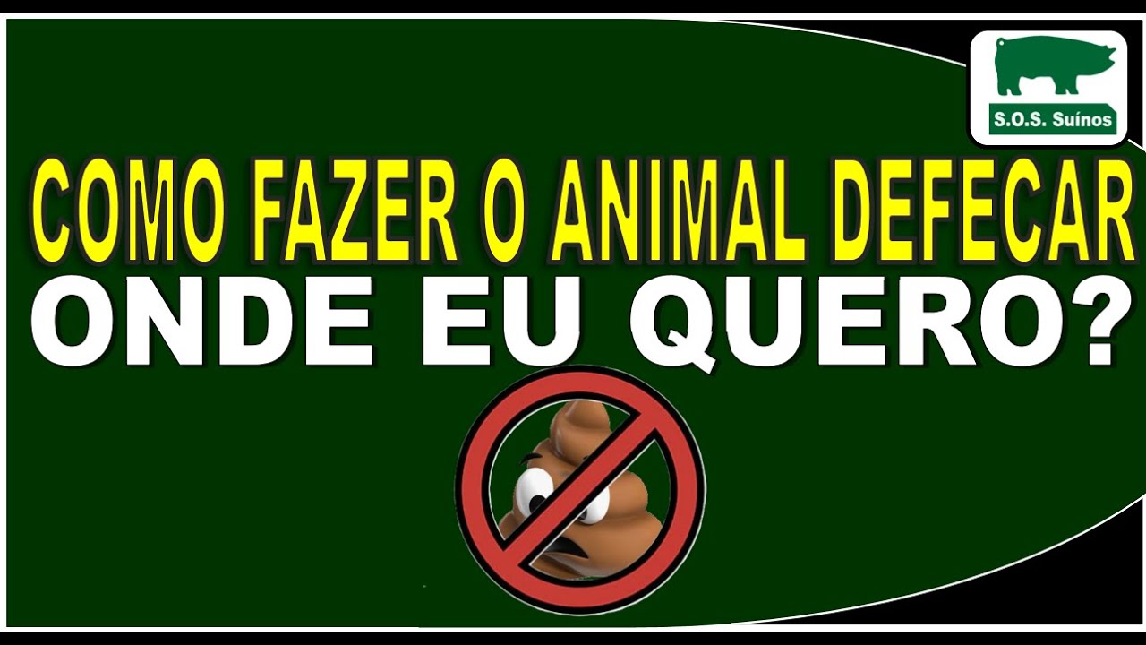 SUINOCULTURA: SOS SUÍNOS - COMO FAZER O ANIMAL DEFECAR ONDE EU QUERO?