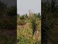 6 04 2025 Bhage Jevan Vadh Lavkar 6 04 2025 Bhage Jevan Vadh Lavkar