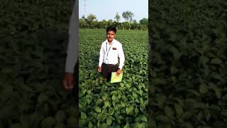 Nava Bharat fertilizers