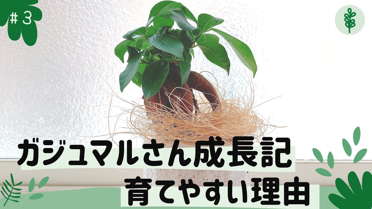 3 ガジュマルさんの成長記1年目♪初心者さんが育てやすい理由 - YouTube