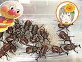 キュウレンジャー アンパンマン おもちゃ お外 カブトムシ カブトムシくんのひっこしだ