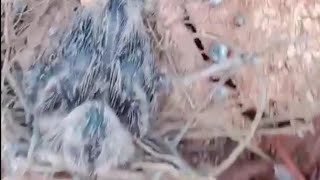 UNIK DAN LANGKA BURUNG PERKUTUT SARANG TANAH