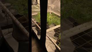 4x8 Scrog Grow tent setup