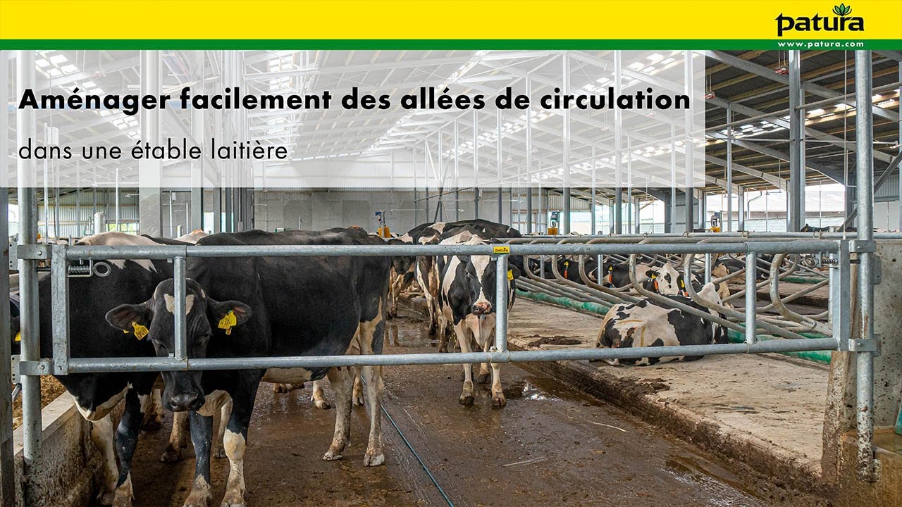 Aménager facilement des allées de circulation dans une étable laitière