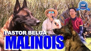 'PASTOR BELGA MALINOIS' Por qué no es una raza para todos ?