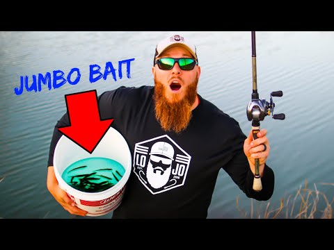 Fishing for Pond Bass w/ JUMBO Live Bait (Shiners & Minnows) 