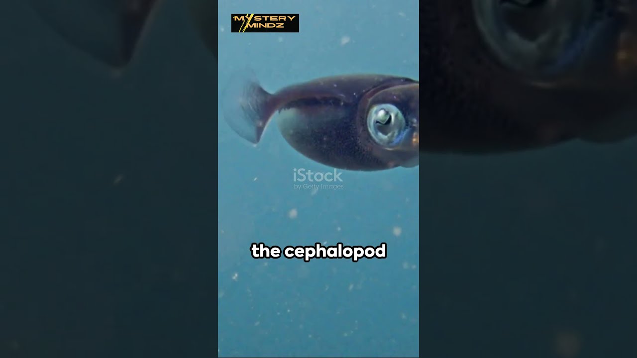 5 Facts About Cephalopod Cephalopods MarineLife