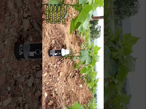 #పత్తి #మిరప #దోమ #pattisagu #cottoncultivationtelugu #agriculture #pattirythu #telangana #andhra