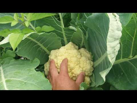 Vídeo: Cultivo De Couve-flor No Outono