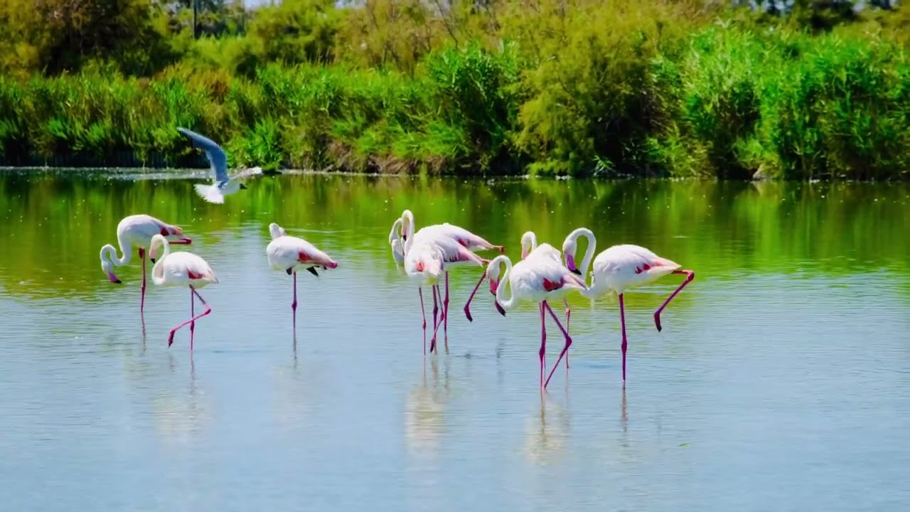 France· Ornithological Park of Pont de Gau·法国·蓬德高鸟类生态保护公园