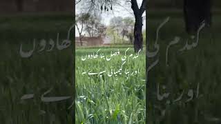 Wheat Way Of Cultivation Chemical Fertilisers And Spray Free