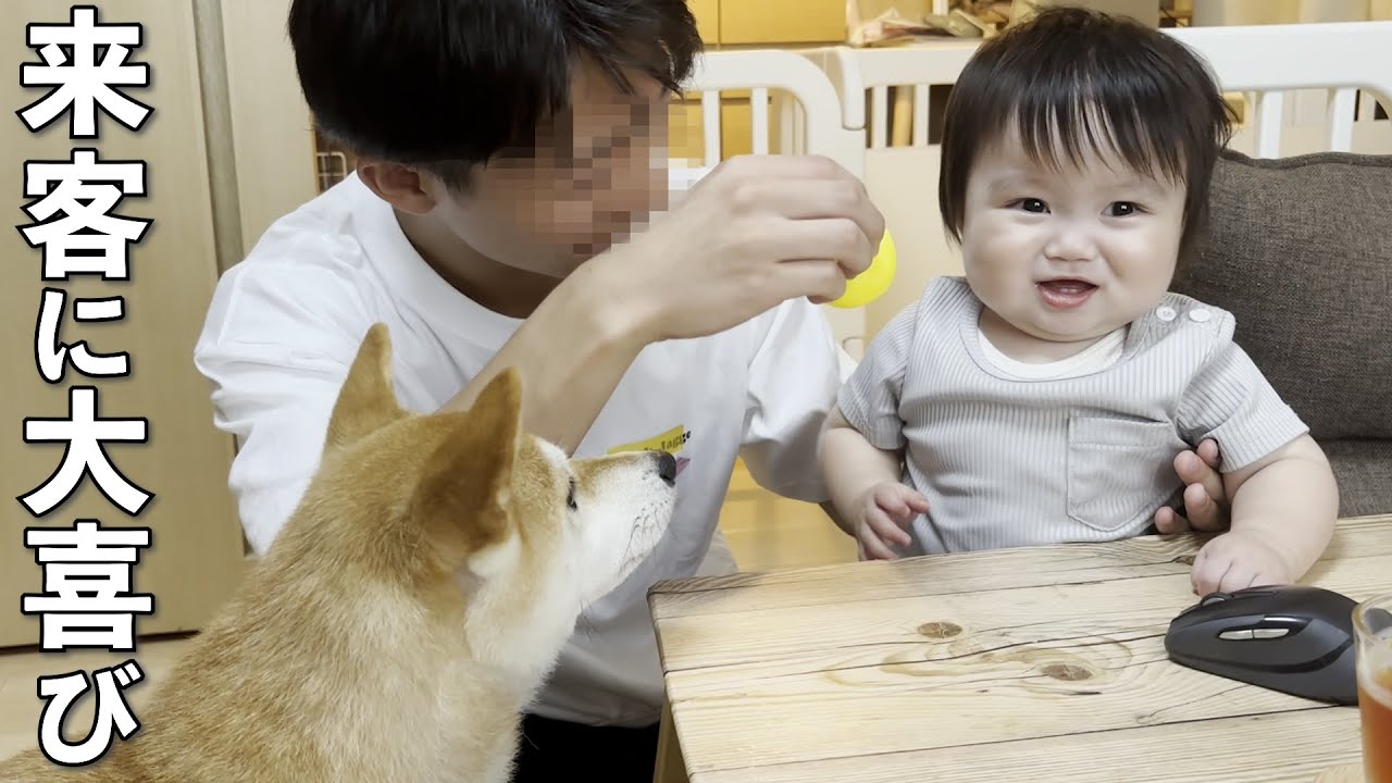 突然の来客に嬉しさが限界突破する１歳児と柴犬