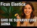 Ficus Elastica MOARE iarna dacă faci asta! 🛑 (Greșeala Fatală)