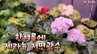 한여름 제라늄 저면관수~~~살살죽죽 휴가 다녀 올께요~