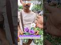 Wonderful Lisianthus/Eustoma or Prairie gentian #shorts #price