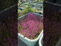 今しか見れないタライ1面お花畑🌸 #ガーデニング #aquarium #flowers #水草 #水槽 #アクアリウム #ロタラ #植物 #ガーデニング #お花畑 #めだか #メダカ