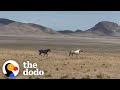 Woman reunites bonded wild horses  the dodo
