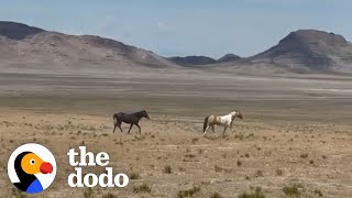 Woman Reunites Bonded Wild Horses | The Dodo