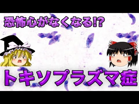 【ゆっくり解説】起業家に多い感染症？治療法がないトキソプラズマ症について