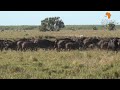 Picking the right Lichtenstein hartebeest is not easy